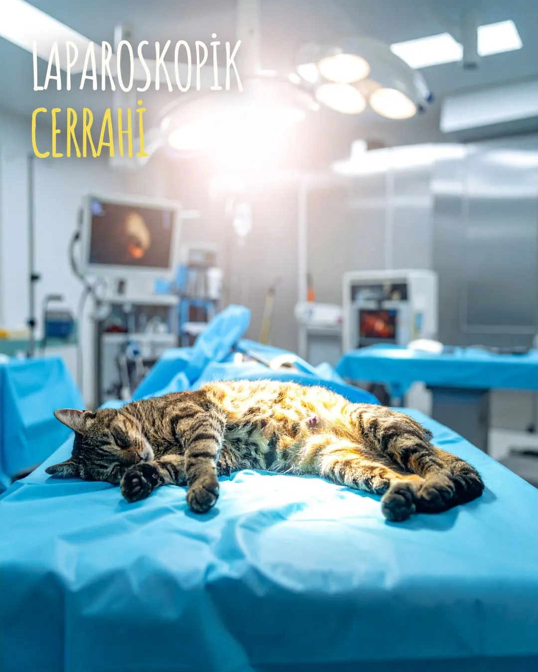 Laparoskopik cerrahi, kedi ve köpeklerde az ağrı, hızlı iyileşme ve minimum dikiş izi ile gerçekleştirilen modern kapalı ameliyat yöntemidir.