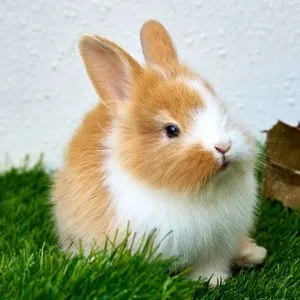 Tavşanlar Çilek Yemeli mi? Tavşanlara Çilek Verirken Dikkat Edilmesi Gerekenler, Çileğin Tavşanlara Faydaları