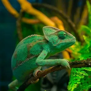 Evde Besleyebileceğiniz Egzotik Hayvanlar