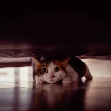 Kedim Sürekli Saklanıyor – Ne Anlama Geliyor?