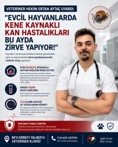 Evcil Hayvanlarda Kene Kaynaklı Tehlikeler: Uzman Veteriner Hekim Ertan Aytaç’tan Kritik Uyarılar