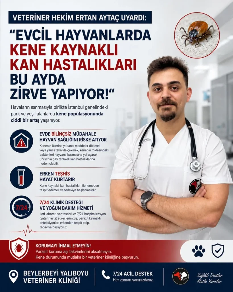 Evcil Hayvanlarda Kene Kaynaklı Tehlikeler: Uzman Veteriner Hekim Ertan Aytaç’tan Kritik Uyarılar