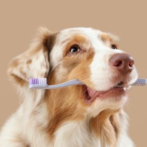 Köpeklerde Diş Taşı Temizliği ve Diş Çekimi