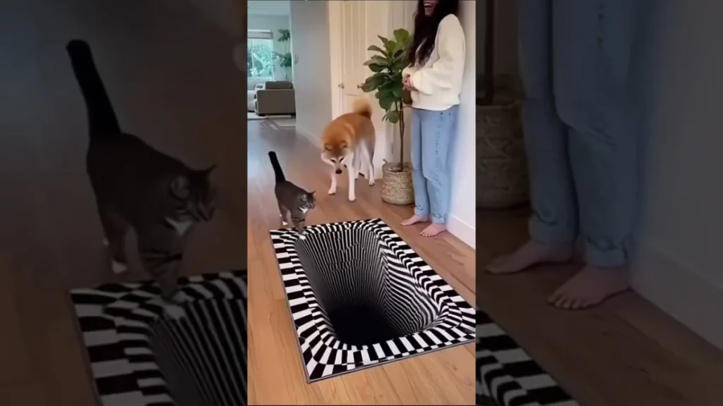 Kediler dünyayı nasıl algılar, köpekler nasıl?
