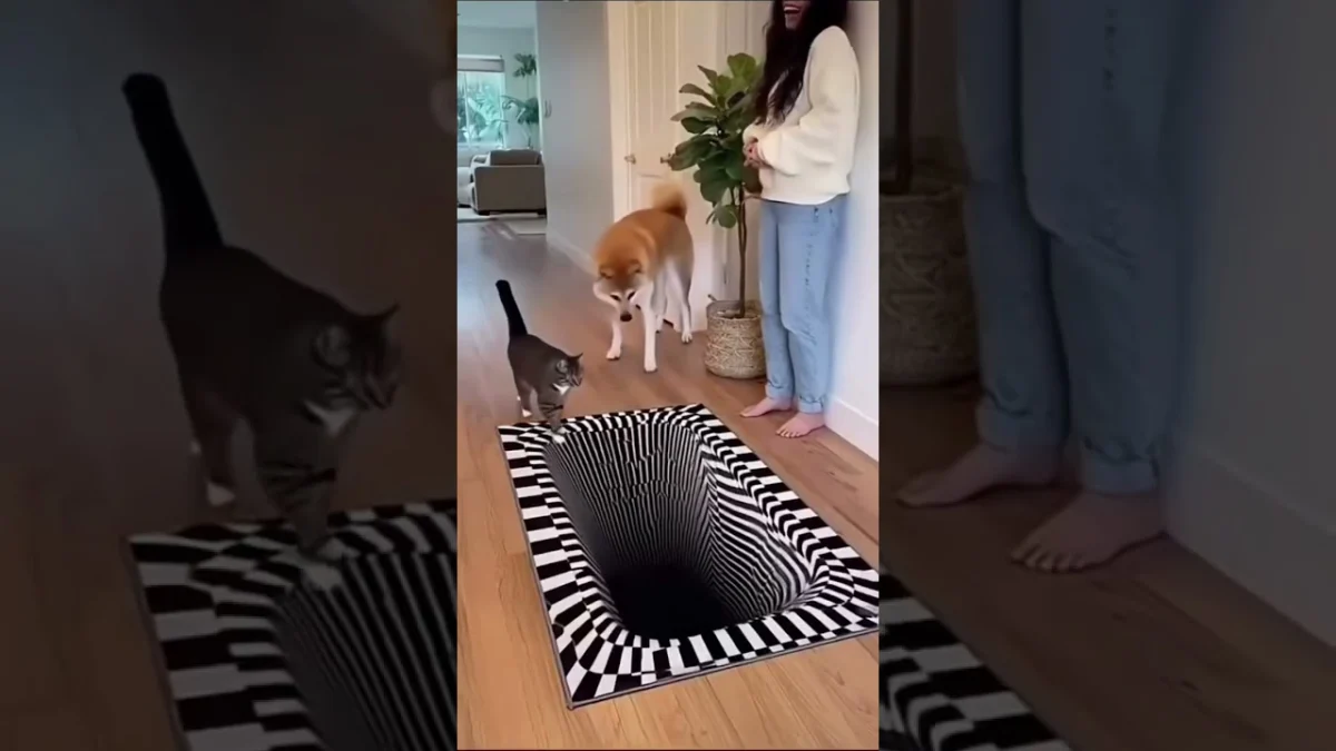 Kediler dünyayı nasıl algılar, köpekler nasıl?