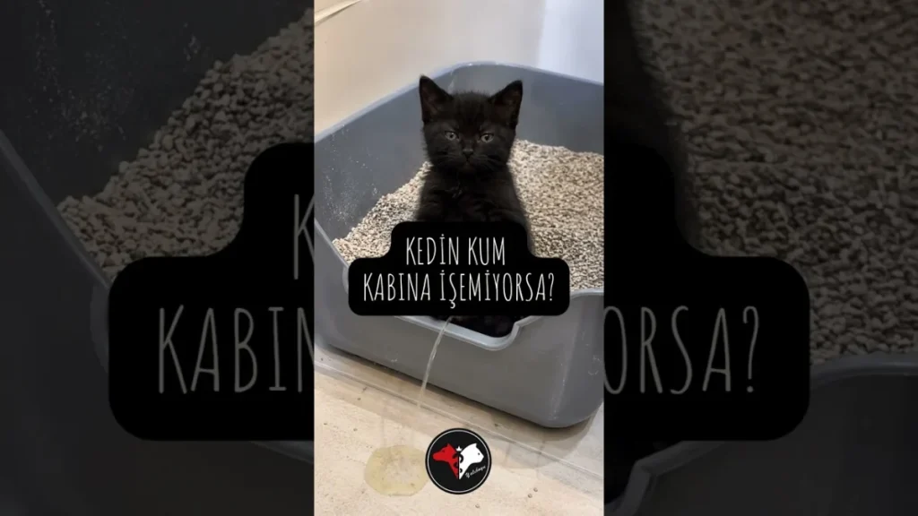 Kedin Kum Kabına İşemiyorsa?