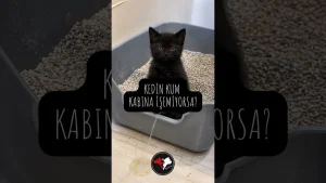 Kedin Kum Kabına İşemiyorsa?