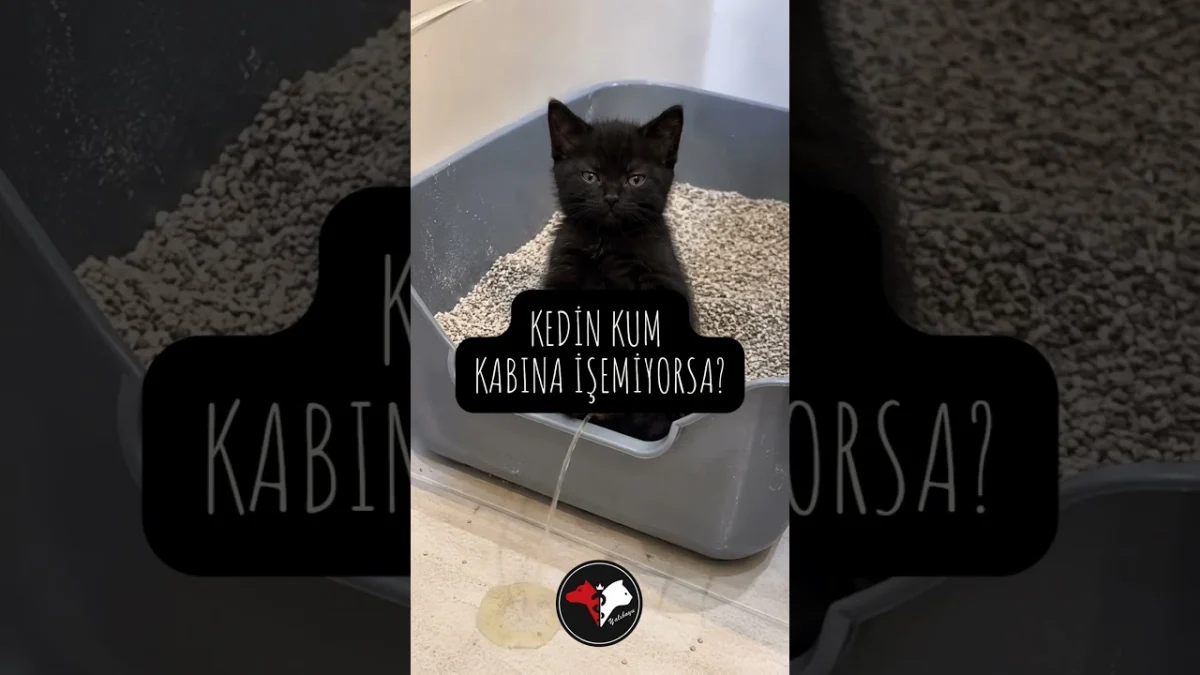 Kedin Kum Kabına İşemiyorsa?