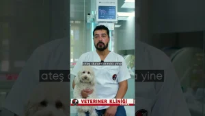 Köpeklerde ishal neden olur, evde ilk 24 saatte neye dikkat etmeliyiz?