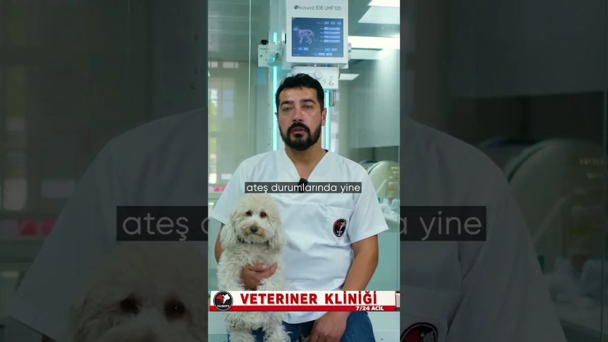 Köpeklerde ishal neden olur, evde ilk 24 saatte neye dikkat etmeliyiz?