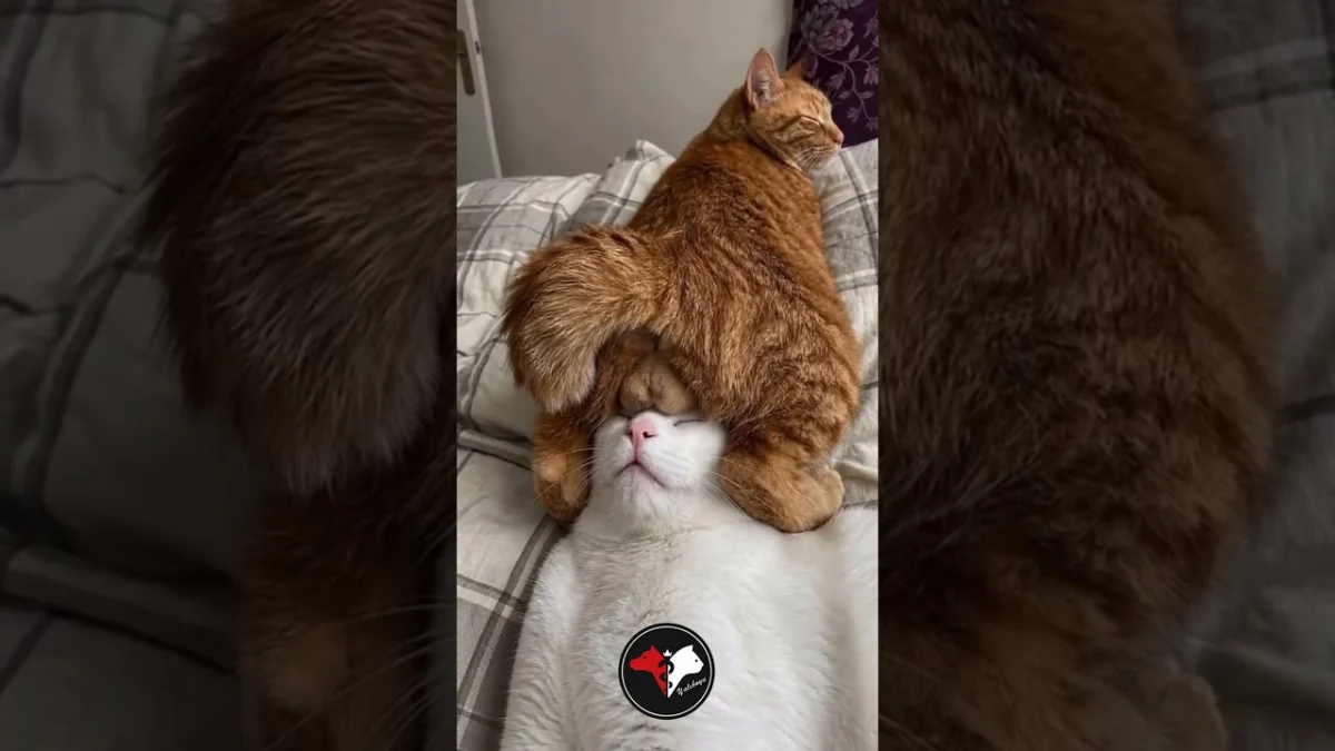Turuncu Kedi Rahatlığı