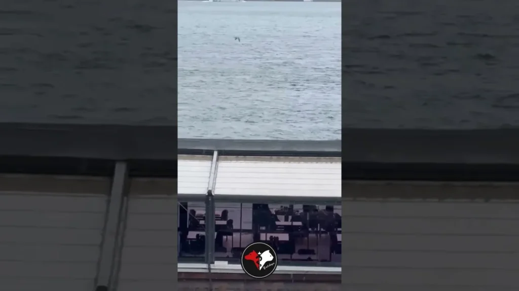 Dostlarımızın şifası, bu huzurlu manzarada gizli...🥰🌧️🐾