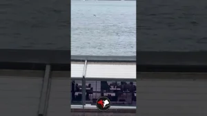 Dostlarımızın şifası, bu huzurlu manzarada gizli...🥰🌧️🐾