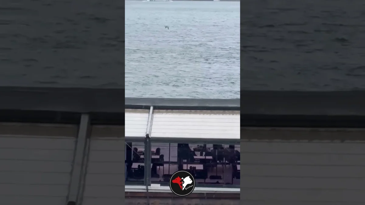 Dostlarımızın şifası, bu huzurlu manzarada gizli...🥰🌧️🐾