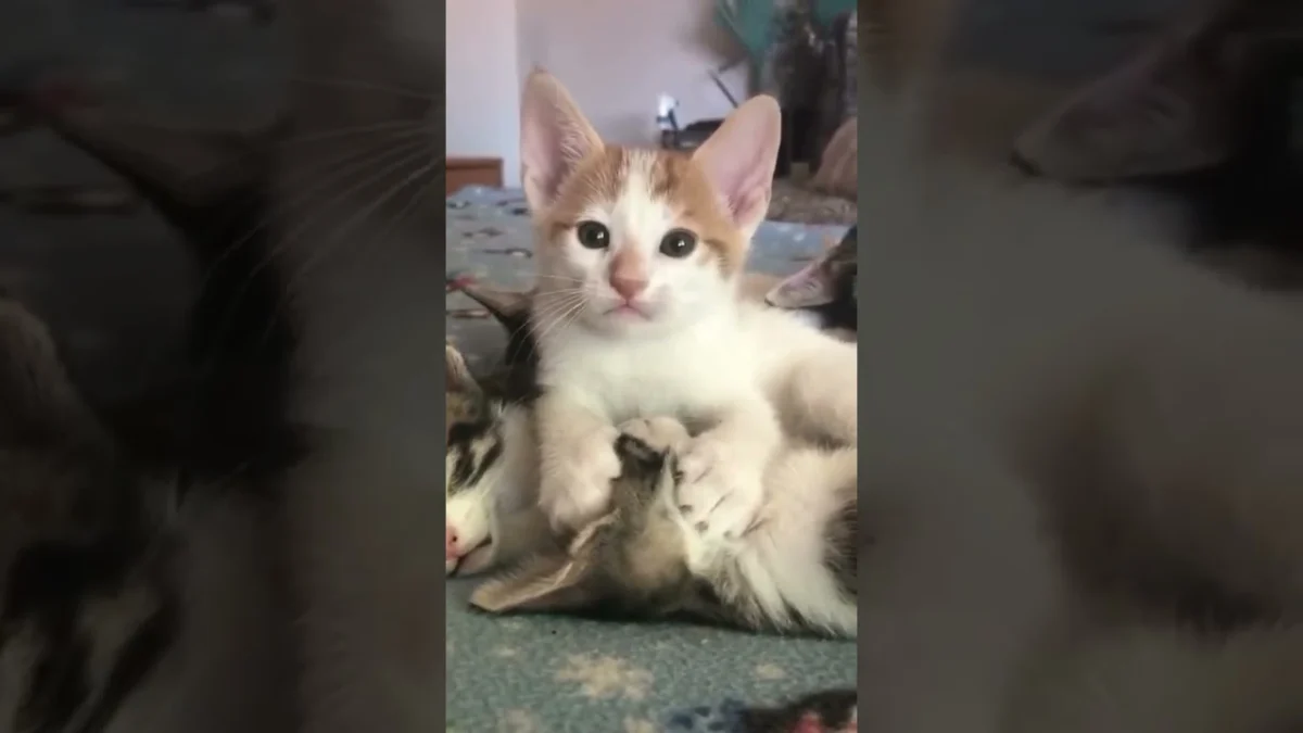 Kediler ve Minik Dünyaları