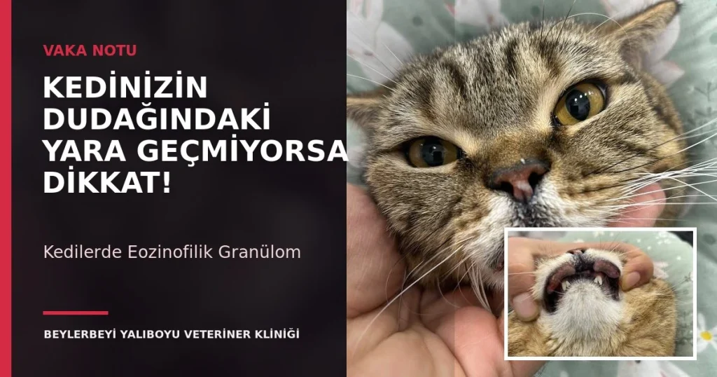 Kedilerde eozinofilik granülom ve üst dudak lezyonu – Beylerbeyi Yalıboyu Veteriner Kliniği