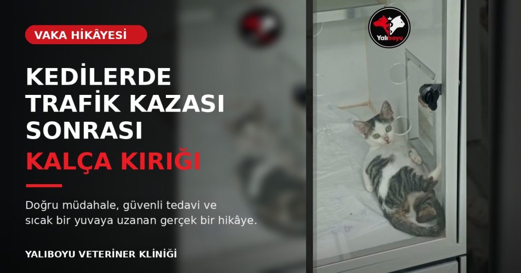 Trafik kazası sonrası kalça kırığı tedavisi gören kedi